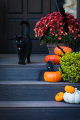 Halloween garden composition with a black cat, orange pumpkins, chrysanthemum potted, front door...