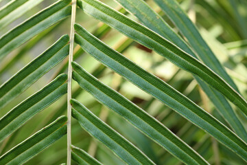 Beautiful abstract nature background. Palm leaves close up