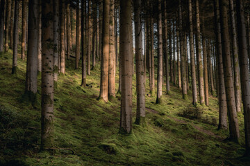 Obraz premium The hafod trees.