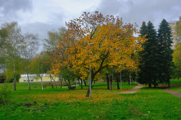 Naklejka premium arbres dans un parc en automne