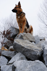 Alpha female German Shepherd dog dominant position on stones