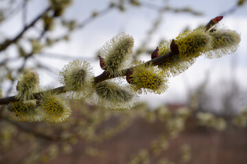 Pussy willow branches background, close-up. Spring easter pussy