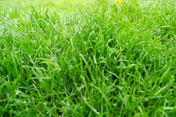 Green grass natural background texture, Lawn for the background