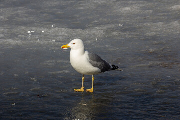 The common gull (Larus canus) or sea mew is a medium-sized gull that breeds in the Palearctic, northern Europe, and northwestern North America. Bird on the ice.