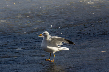 Fototapeta na wymiar The common gull (Larus canus) or sea mew is a medium-sized gull that breeds in the Palearctic, northern Europe, and northwestern North America. Bird on the ice.