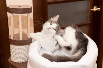 the cat itches her had. Fleas, ear hurts. Cat in her house at home