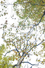 Fototapeta premium Checker tree (Sorbus torminalis) atumnal foliage against white sky background.