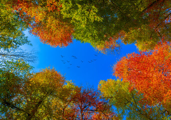 Fototapeta na wymiar It's autumn time. Autumn colors. Spectacular autumn scenery.