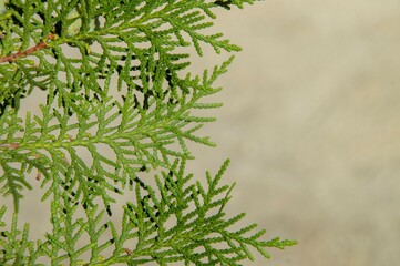 background of thuja branch cypress family on beige background