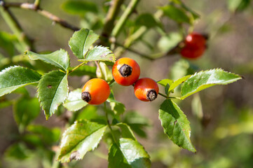 rosehip fruit on bushes in Sunny weather close-up