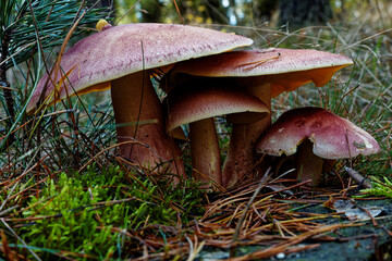 Plums and Custard mushrooms (Tricholomopsis rutilans) growing in mossy forest floor. Close-up view in woodlands area. Tlen, Poland, Europe.