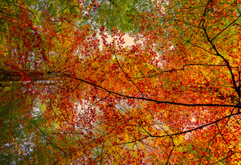 It's autumn time. Autumn colors. Spectacular autumn scenery.