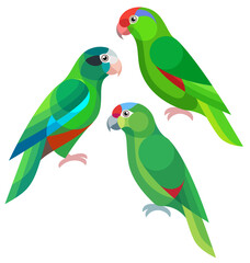 Stylized Amazon Parrots - Green-cheeked Amazon, Hispaniolan Amazon and Diademed Amazon