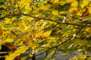 The sunlight passes beautifully through the autumn leaves