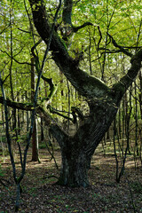 Fototapeta na wymiar Aged oak tree with curved trunk growing in forest in Wda Landscape Park, Poland, Europe.