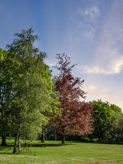 PARK PHOTOGRAPHY  AND CLOUDS