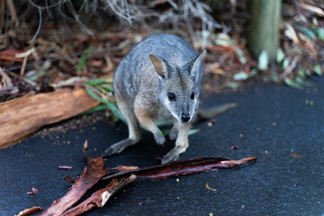 Naklejka na ściany i meble wallaby (small kangaroo) in the wild
