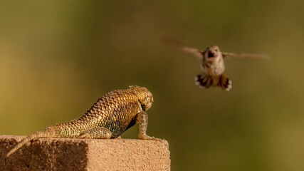 Hummingbird in flight meets desert spiny lizard