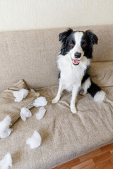 Naughty playful puppy dog border collie after mischief biting pillow lying on couch at home. Guilty dog and destroyed living room. Damage messy home and puppy with funny guilty look.