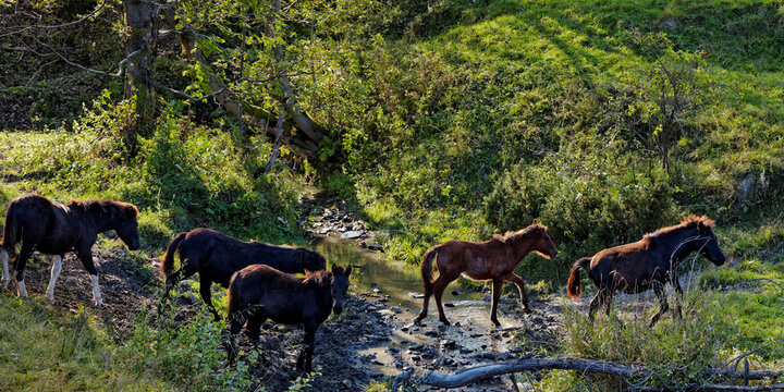 PissrinneBilder StockFotos & Videos. Adobe Stock
