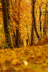 Herbst - Weg - Sonne - Bäume - Laub