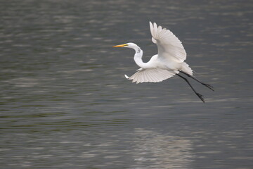 Egret salt pond landing_3