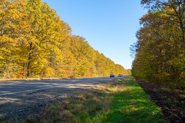 autumn landscape with trees and road
