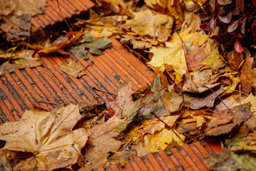Many different bright colorful autumn leaves on the red brick floor: red, orange and yellow. Natural background close up