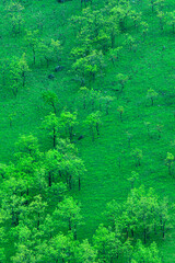 狭霧台から見る草原