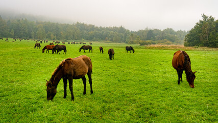 Fototapeta premium Big herd of bay horses grazing grass on meadow pasture in wild Beskid Niski mountains area. Cloudy sky.