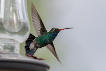 Fototapeta premium Closeup image of one male Broad-billed hummingbird in flight with outstretched wings, approaching a feeder