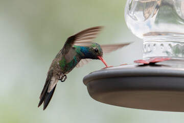 Closeup image of one male Broad-billed hummingbird at a feeder with its wings outstretched