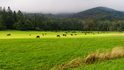 Distant view of herd of horses grazing grass on meadow pasture in wild Beskid Niski mountains area. Hucul pony breed horses.