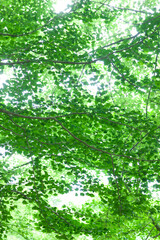 Fototapeta premium 由布川峡谷の新緑