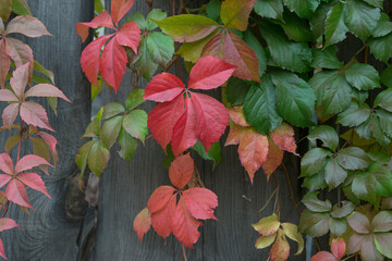 Colorful leaves of Virginia creeper in autumn day.