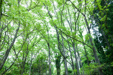 由布川峡谷の新緑