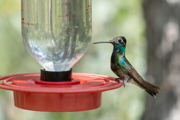 One male Rivoli's hummingbird perched on a feeder