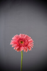 red gerber daisy