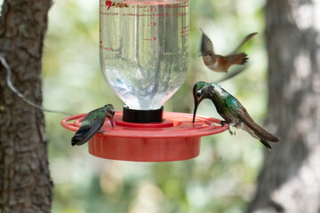 Two hummingbirds eating at a feeder, with a third flying in to join them