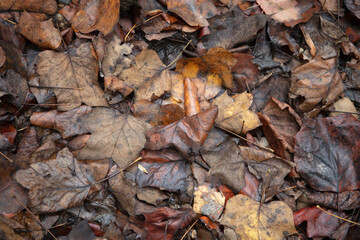 Damp Autumn leaves background texture - poplar oak maple