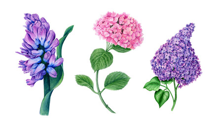 Vintage floral collection of Hyacinth, Hydrangea and Lilac on a white background