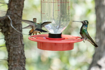 Naklejka premium A Blue-throated hummingbird at a feeder watches as two other hummers squabble over the right to dine
