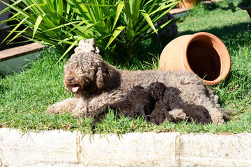 Cachorros de perro de agua español de gran calidad