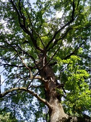 Naklejka premium old oak tree