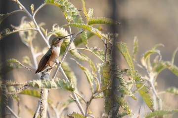  One young female Rufous hummingbird perched in a background of foliage