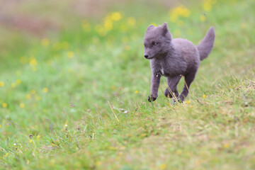 ute cub of an arctic fox (Alopex lagopus beringensis) on a background of bright green grass in a cool polar summer