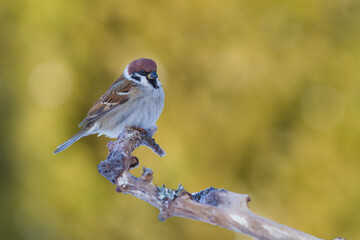 tree sparrow, passer montanus