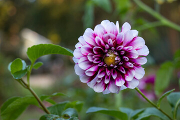 Close-up of a purple and white dahlia flower covered with morning dew in the garden. Background bokeh, copy space.