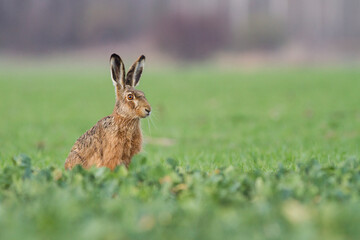 Lepus. Wild European Hare ( Lepus Europaeus ) Close-Up On Green Background. Wild Brown Hare With Yellow Eyes