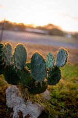 Catus in morning sun